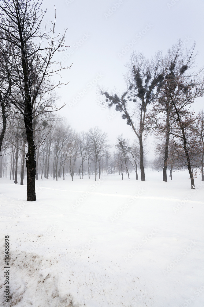 trees in winter