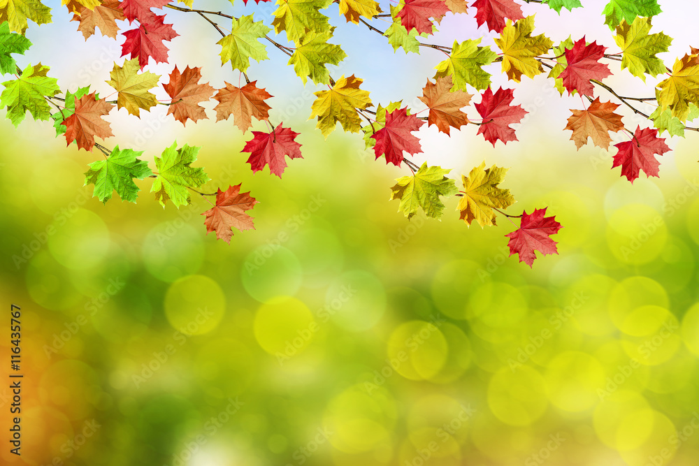 Autumn landscape. Beautiful leaves. Colorful trees Autumn landscape. Beautiful leaves. Colorful trees