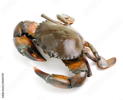 sea crab isolated on white background