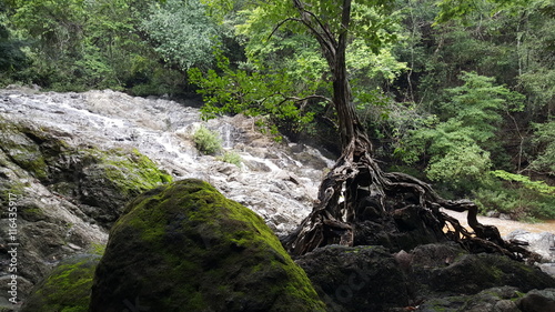 Tree at the rocks at Montezuma falls photo