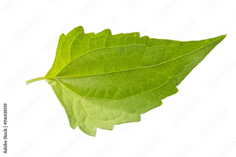 Obraz premium green leaf on the wall background