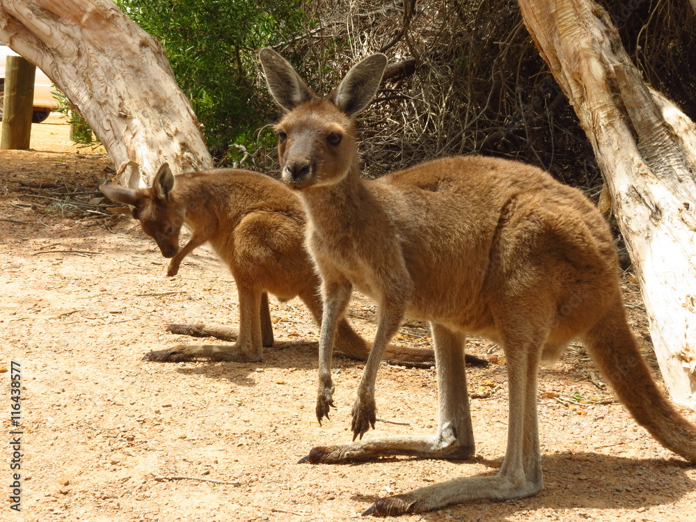 Mother and baby kangaroo