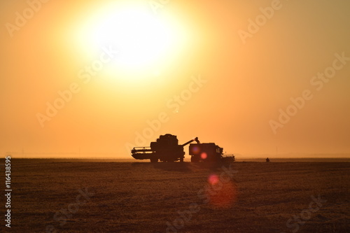 Fototapeta Harvesting by combines at sunset.