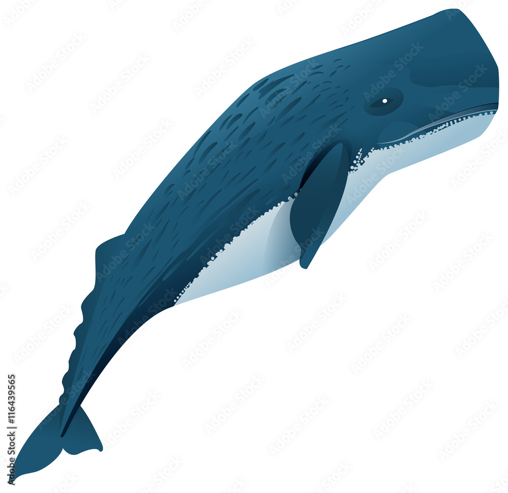 Fototapeta premium Sperm whale marine mammal
