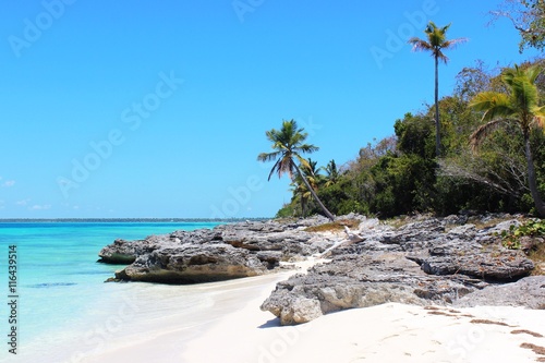 Dominican Beach with Palms