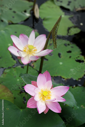 Pink Lotus