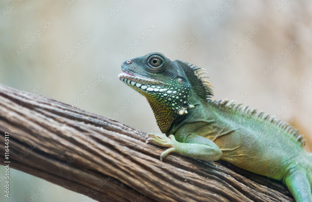 Iguana on branch Iguana on branch