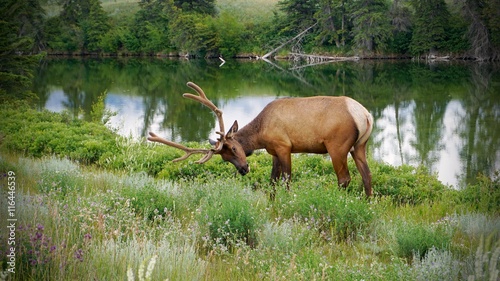 Male Elk in National Park