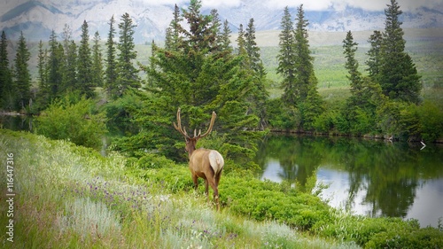 Beautiful of male Elk walki...