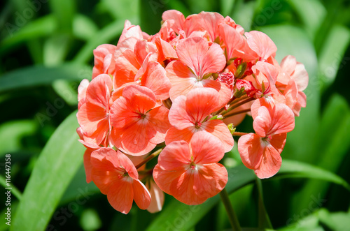 Fototapeta Naklejka Na Ścianę i Meble -  Red geranium flower