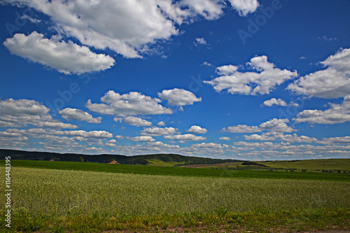 Rural landscape grain field