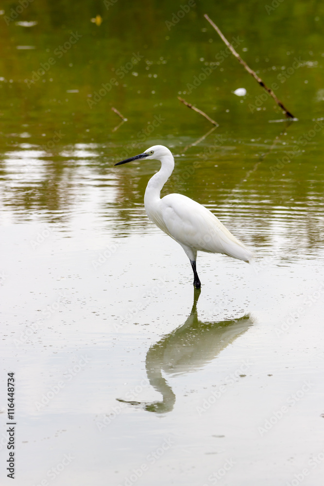 Egret Egret