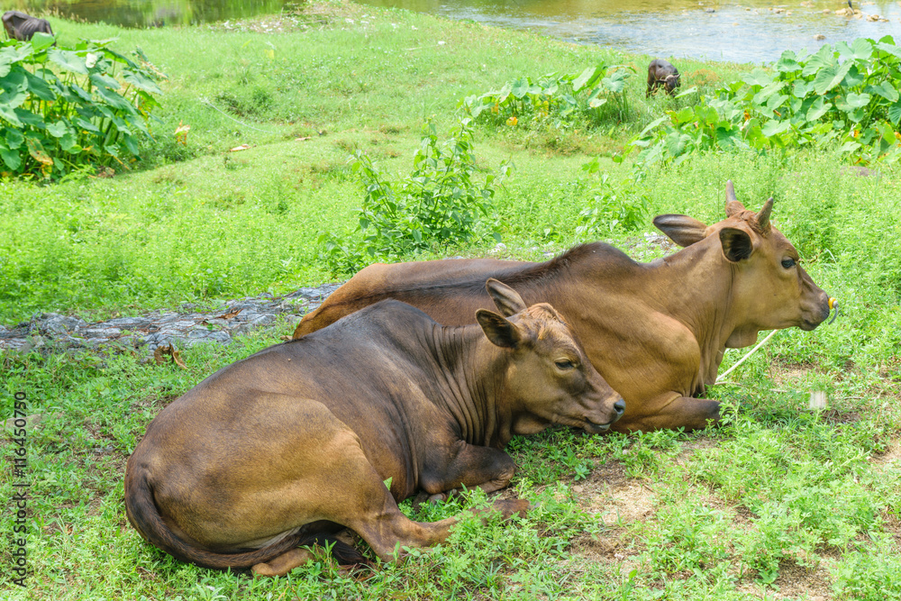 Fototapeta premium cow2