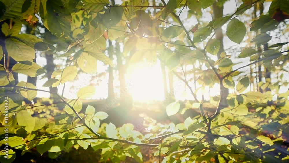 sunbeam light shining through forest trees. autumn fall nature background