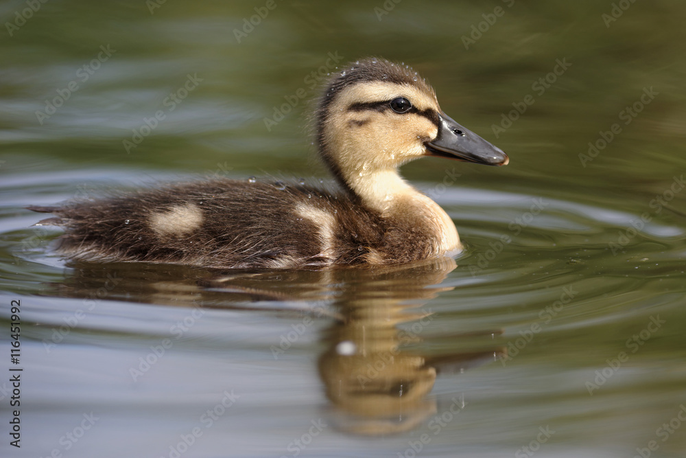 Mallard, Duck, Anas platyrhynchos - Nestling. Mallard, Duck, Anas platyrhynchos - Nestling.