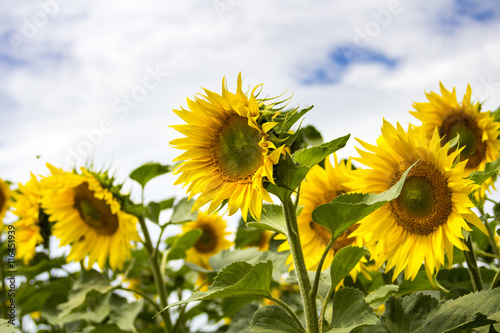 Sunflower field on a sunny day. Background of sunflower.