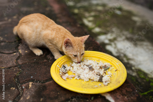 Photography cats eating rice
