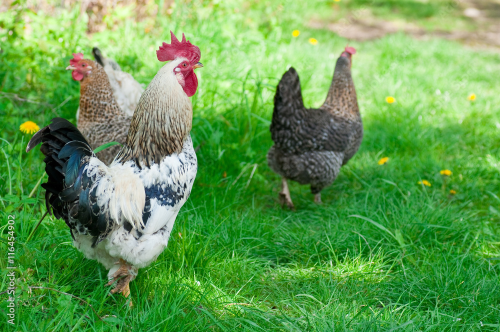 Fototapeta premium Hens and rooster