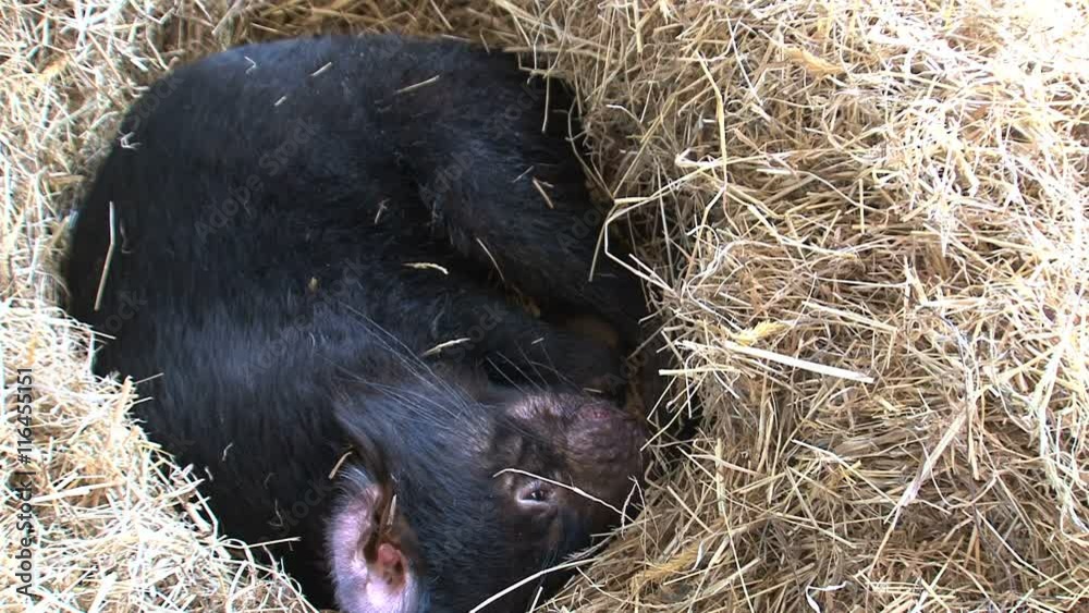 Tasmaniandevil08 Tasmaniandevil08