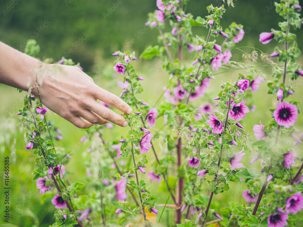 Female hand touching flowers in meadow Female hand touching flowers in meadow