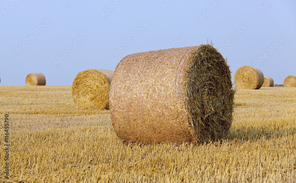 stack of straw in the field