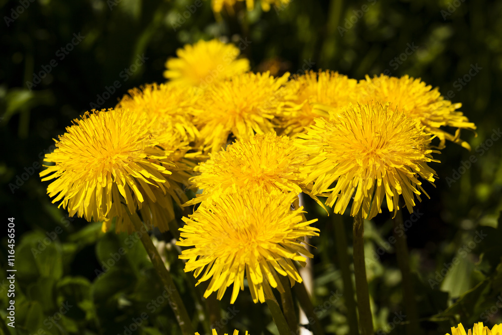 yellow dandelions , close up yellow dandelions , close up