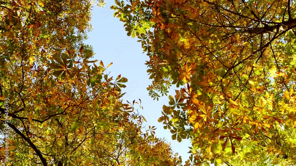 colorful red and yellow leaves on autumn tree background colorful red and yellow leaves on autumn tree background