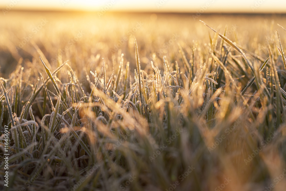 Fototapeta premium frost on the wheat