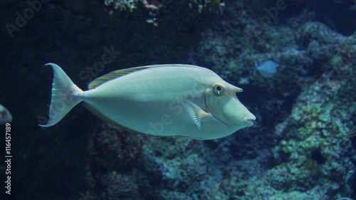 Whitemargin Unicornfish in the aquarium for education