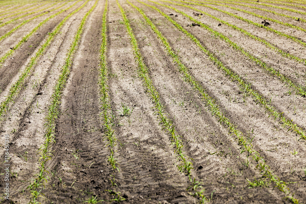agricultural field with corn agricultural field with corn
