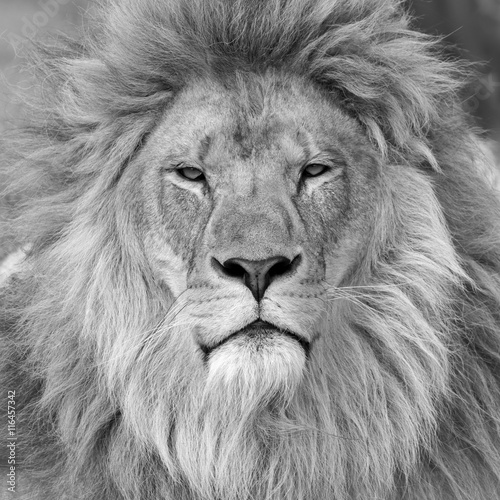Black and white head shot of a male Lion.