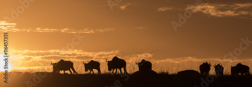 Photography A herd of buffalo in Kenya at sunset with orange cloudy sky.