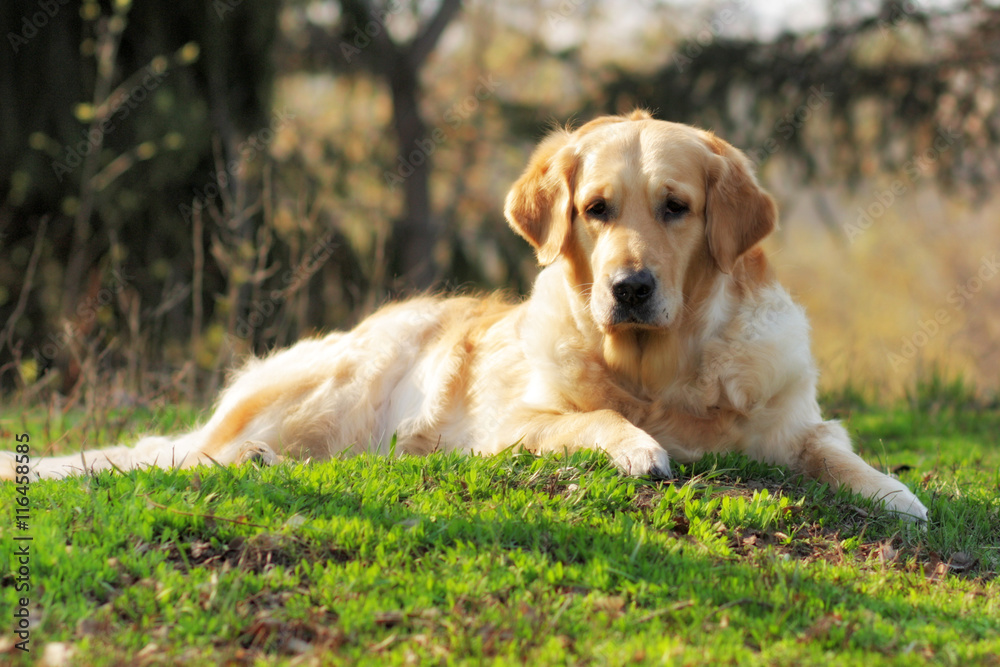 Beautiful dog Golden Retriever in the summer resting in the natu Beautiful dog Golden Retriever in the summer resting in the natu