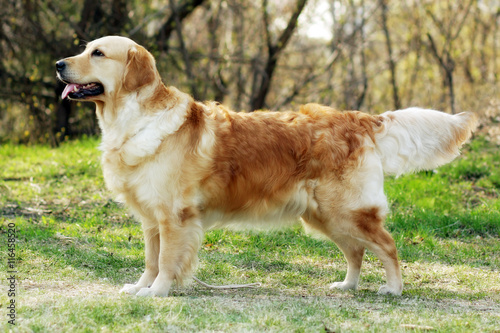 beautiful purebred dog Golden Retriever standing