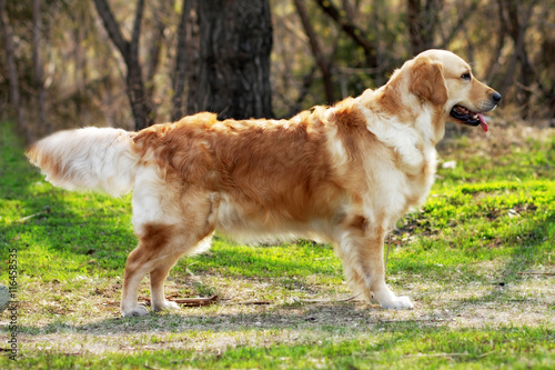beautiful purebred dog Golden Retriever standing © Anna Goroshnikova