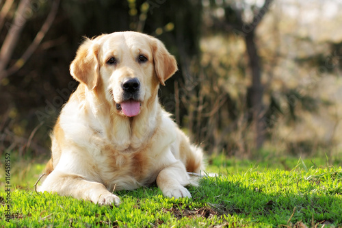 happy Golden Retriever dog lying in the summer grass
