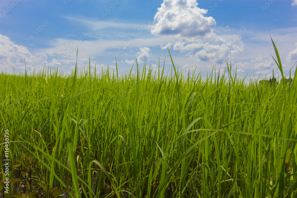 field field