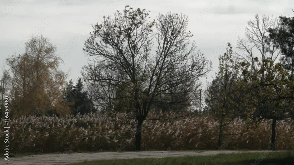 Several Trees Swaying in the Wind Beside the Road Next to the Herbal Plants Several Trees Swaying in the Wind Beside the Road Next to the Herbal Plants