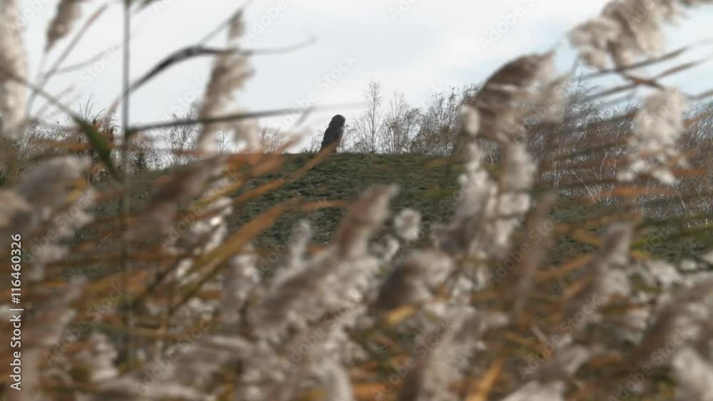 Fluffy Stems Herbaceous Plants Swaying in the Wind on the Background of Trees Changing Focus Closeup Fluffy Stems Herbaceous Plants Swaying in the Wind on the Background of Trees Changing Focus Closeup