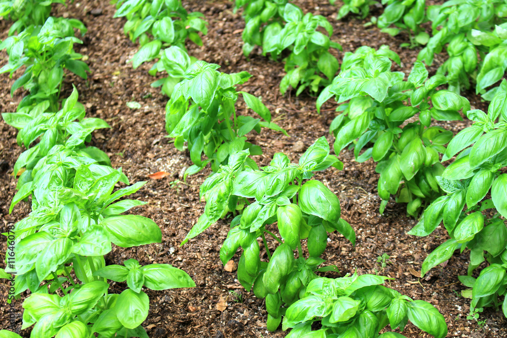 Obraz premium Basil herb field