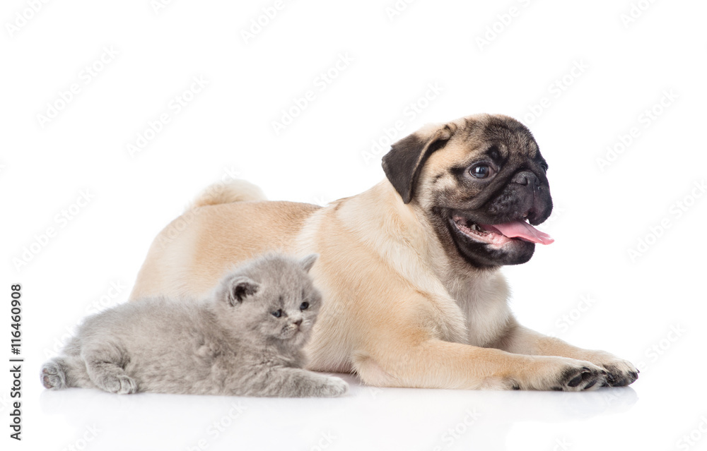 Scottish cat and pug puppy lying together. isolated on white 