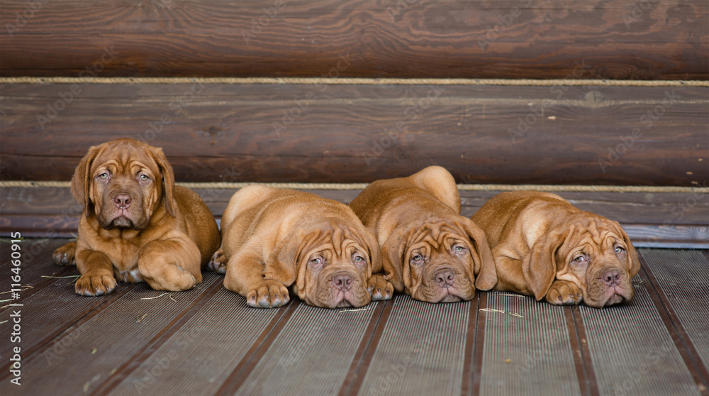 Group Bordeaux puppy dog lying in front view near wood wall