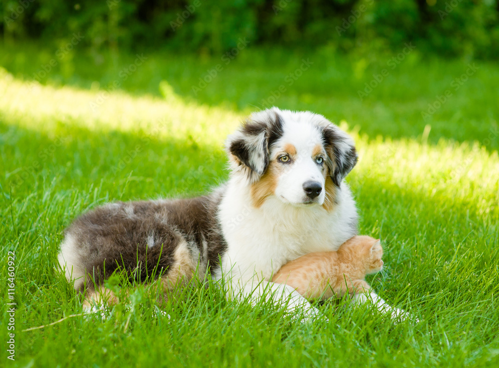australian shepherd puppy lying with a kitten on the green grass australian shepherd puppy lying with a kitten on the green grass
