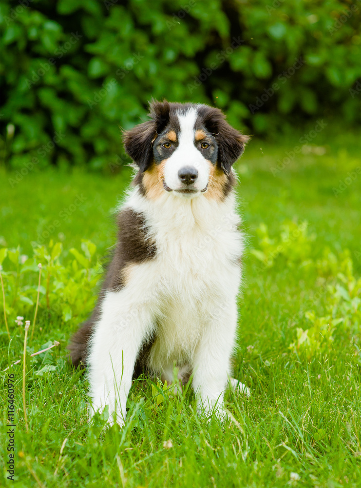 Portrait australian shepherd puppy sitting on green grass Portrait australian shepherd puppy sitting on green grass