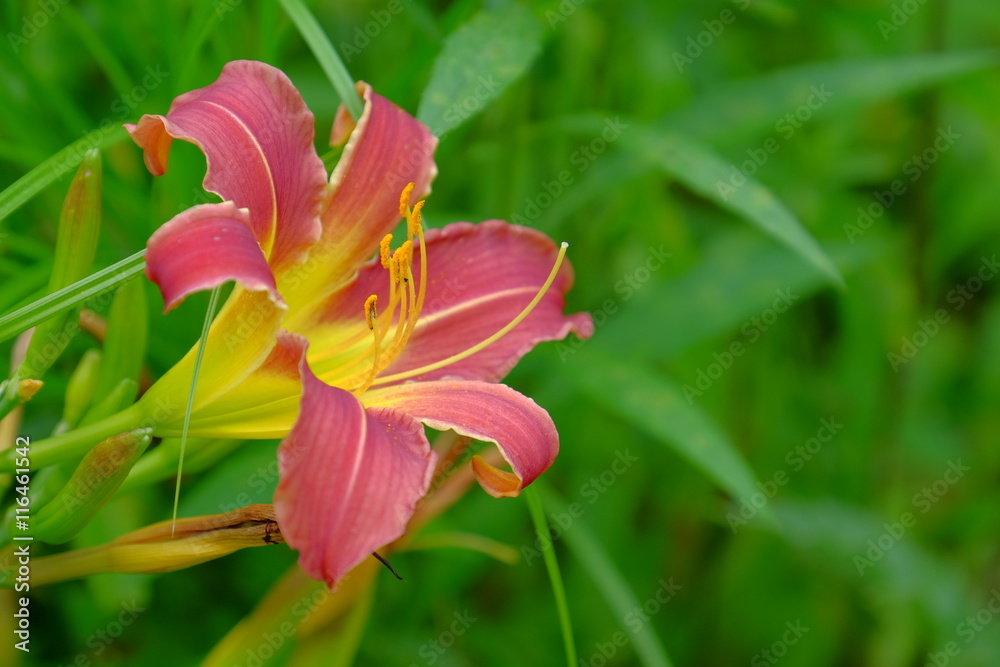 Flower bloom