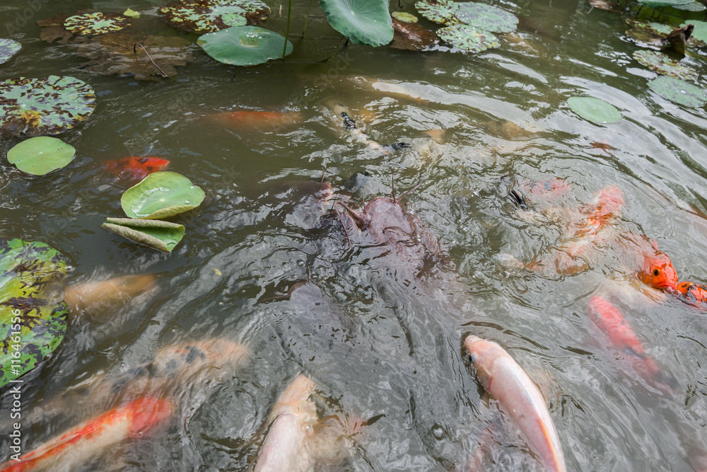 Foto de Feeding Koi fish and Catfish at pond in the garden do Stock