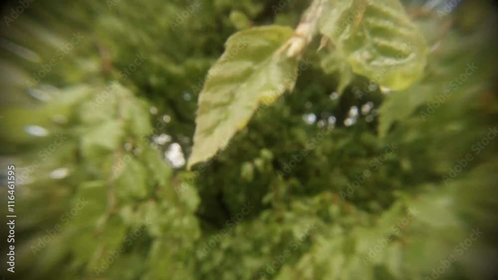 Young Leaves of the Tree Which Swaying in the Wind Close-Up Young Leaves of the Tree Which Swaying in the Wind Close-Up