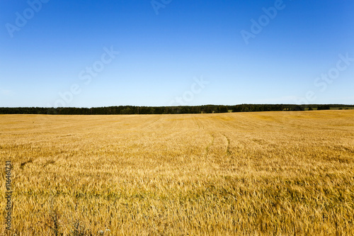 harvesting cereals , field