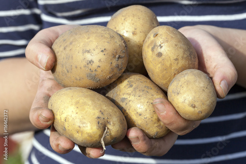 Potatoes in hand