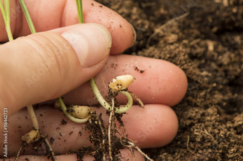 Germinated seeds in the hand